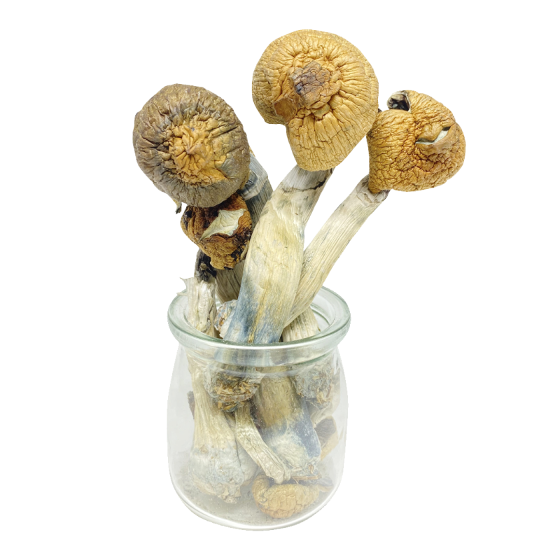 Buy Magic Mushrooms Online USA (2026 Safe Guide)
