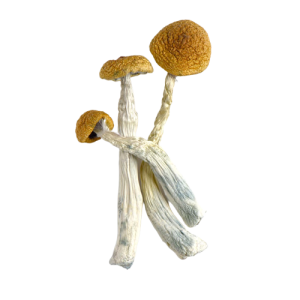 Amazon Magic Mushroom Amazon Magic Mushroom