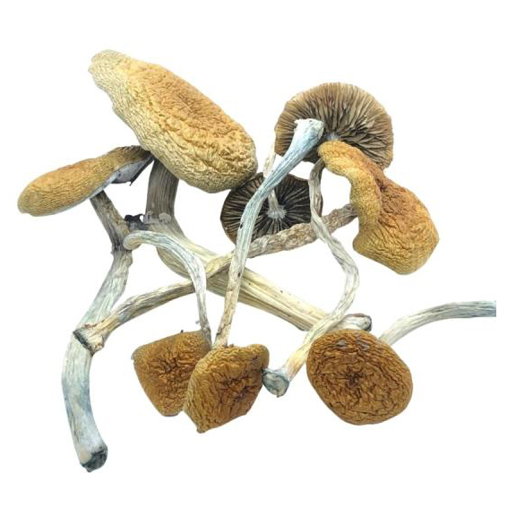 Buy Primary Psilocybin Strains: Guide to Spores & Kits
