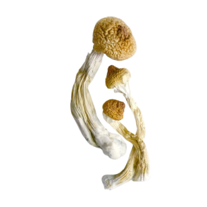 Big Mex Mushrooms