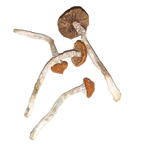 Blue Magnolia Rust Mushrooms Blue Magnolia Rust Mushrooms