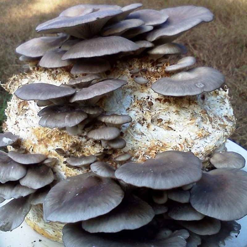 Magic Mushrooms 2026: Effects, Benefits, Risks & Expert Guide