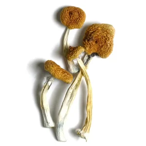 Aztec Gods Mushrooms Aztec Gods Mushrooms