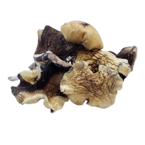 Burmese Magic Mushrooms