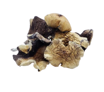 Burmese Magic Mushrooms Burmese Magic Mushrooms
