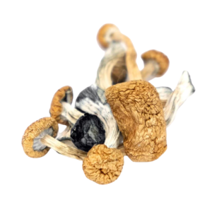 Best Mushroom Spores for Beginners For Sale Near Me | Resilient Strains Best Mushroom Spores for Beginners For Sale Near Me | Resilient Strains