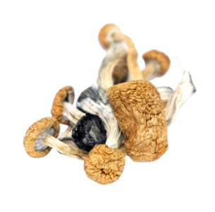 Best Mushroom Spores for Beginners For Sale Near Me | Resilient Strains