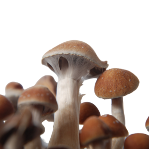 Columbian Rust Mushroom Columbian Rust Mushroom
