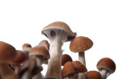 Columbian Rust Mushroom Columbian Rust Mushroom