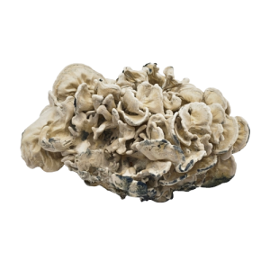 Enigma Mushrooms Enigma Mushrooms