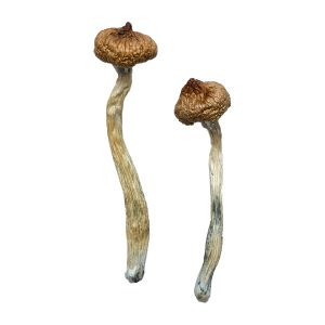 Escondido Magic Mushrooms Escondido Magic Mushrooms