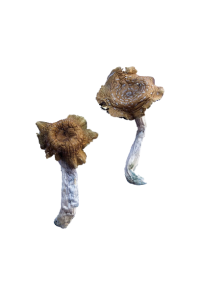 Florida White magic mushroom Florida White magic mushroom