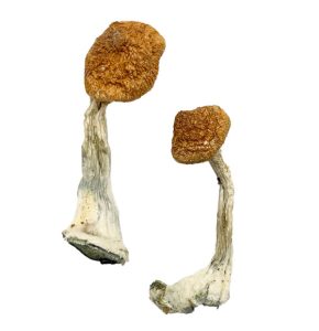 Ghelga Magic Mushrooms Ghelga Magic Mushrooms