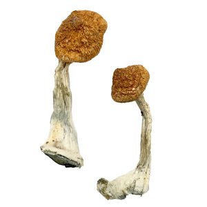Ghelga Magic Mushrooms Ghelga Magic Mushrooms
