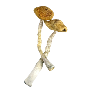Golden Emperor Mushrooms