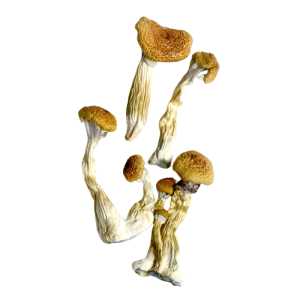 Golden Mammoth Mushrooms