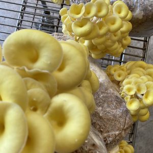 Golden Oyster Liquid Culture