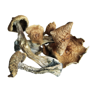 Golden Teacher Mushroom