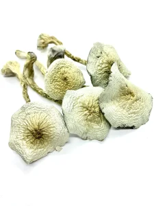 Great White Monster Mushrooms