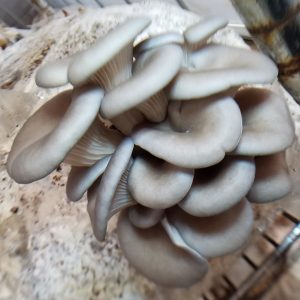 Grey Oyster Liquid Culture