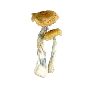 Hawaiian Magic Mushrooms Hawaiian Magic Mushrooms