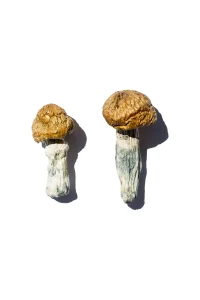 Hero Magic Mushrooms Hero Magic Mushrooms