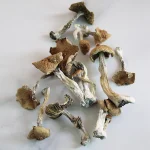 Huautla Magic Mushrooms