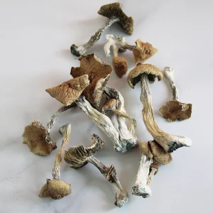 Huautla Magic Mushrooms