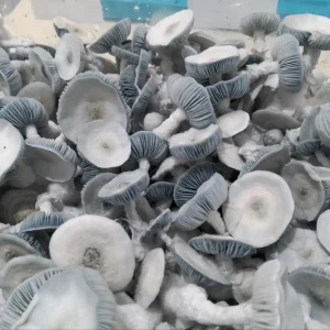 Jack Frost Magic Mushrooms