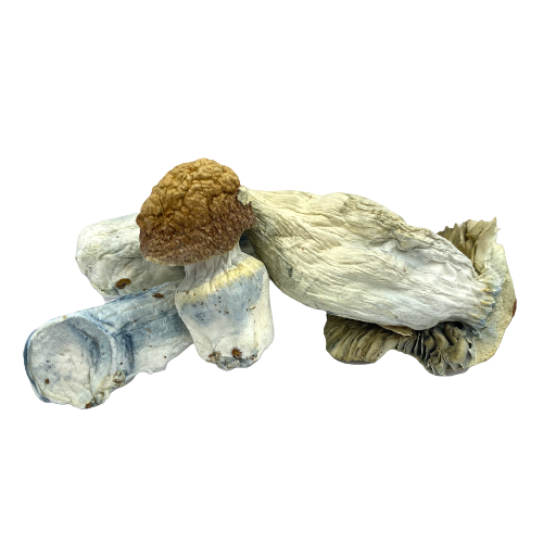 How Long Do Magic Mushrooms Last? Duration and Effects Guide