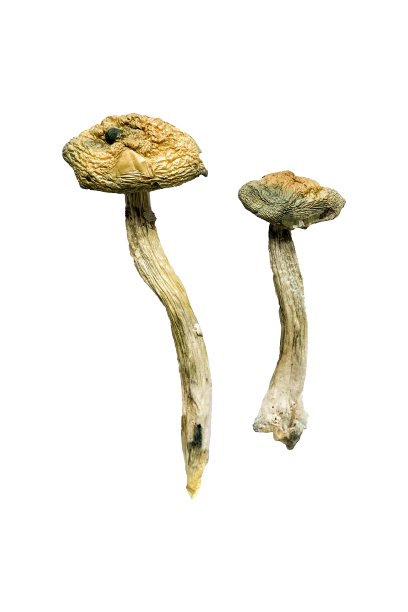 Jerry Garcia vs Golden Teacher: Which Strain is Best for Creativity