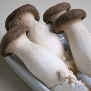 King Oyster Liquid Culture