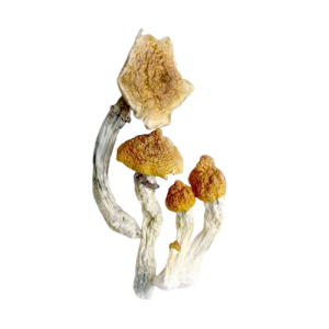 Koh Samui Magic Mushrooms