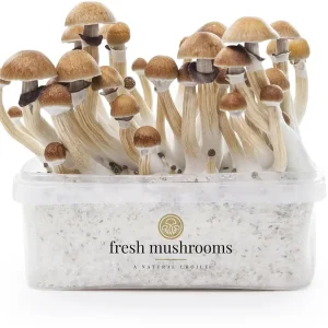 Buy Magic Mushroom Grow Kit B+ XP | Fast Growing & High Yield