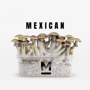 Mondo® Magic Mushroom Grow Kit Mexican Mondo® Magic Mushroom Grow Kit Mexican