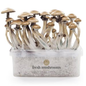 Golden Teacher Grow Kit: 2026 Guide to Huge Flushes