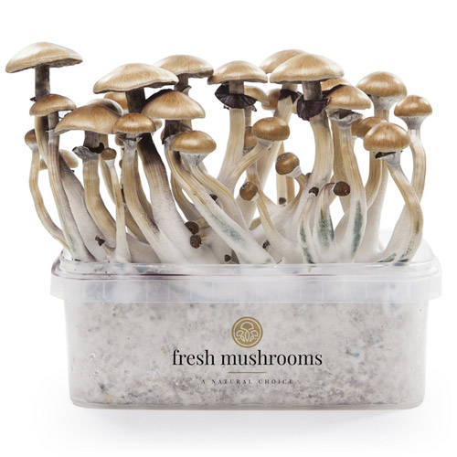 Golden Teacher Mushroom Kit: The 2026 Beginner Guide