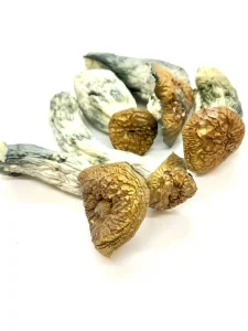 Makilla Gorilla Magic Mushroom Makilla Gorilla Magic Mushroom