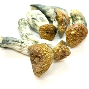 Makilla Gorilla Magic Mushroom