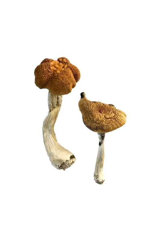 Benefits of Psilocybin According to Research | Direct USA