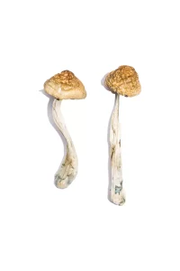 Buy McKennii Magic Mushroom Strain | Potent & High-Quality