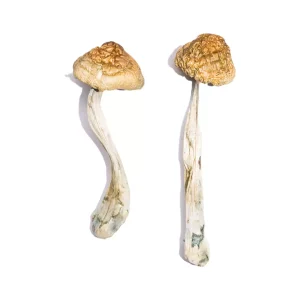 Buy McKennii Magic Mushroom Strain | Potent & High-Quality