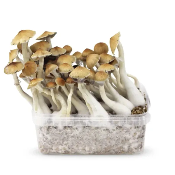 The Ultimate Beginner’s Guide to Psilocybin: How to Safely Buy and Use