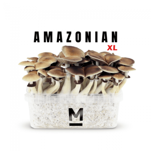 Amazonian XL by Mondo® Online USA