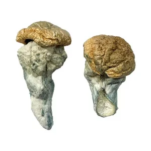 Buy Mystery Fatass Magic Mushrooms USA | High Potency Buy Mystery Fatass Magic Mushrooms USA | High Potency