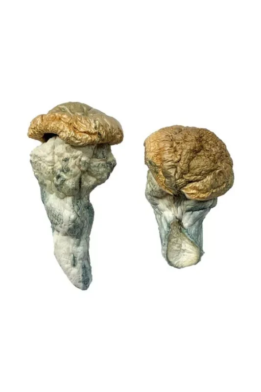 Magic Mushroom Dosage Guide for Beginners: A Safe Path to Exploration