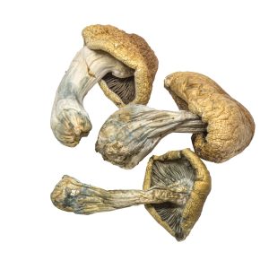Buy Penis Envy Magic Mushrooms | Best Potency & Effects Buy Penis Envy Magic Mushrooms | Best Potency & Effects