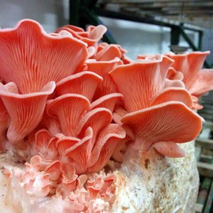 Pink Oyster Liquid Culture