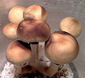 Pink Buffalo Mushroom Strain: The 2026 Master Cultivation Guide