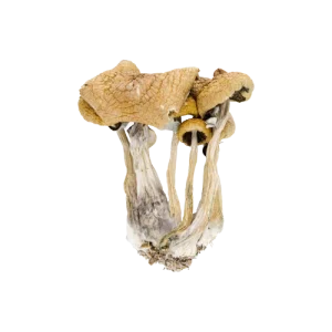 Privacy Policy Psychedelics USA